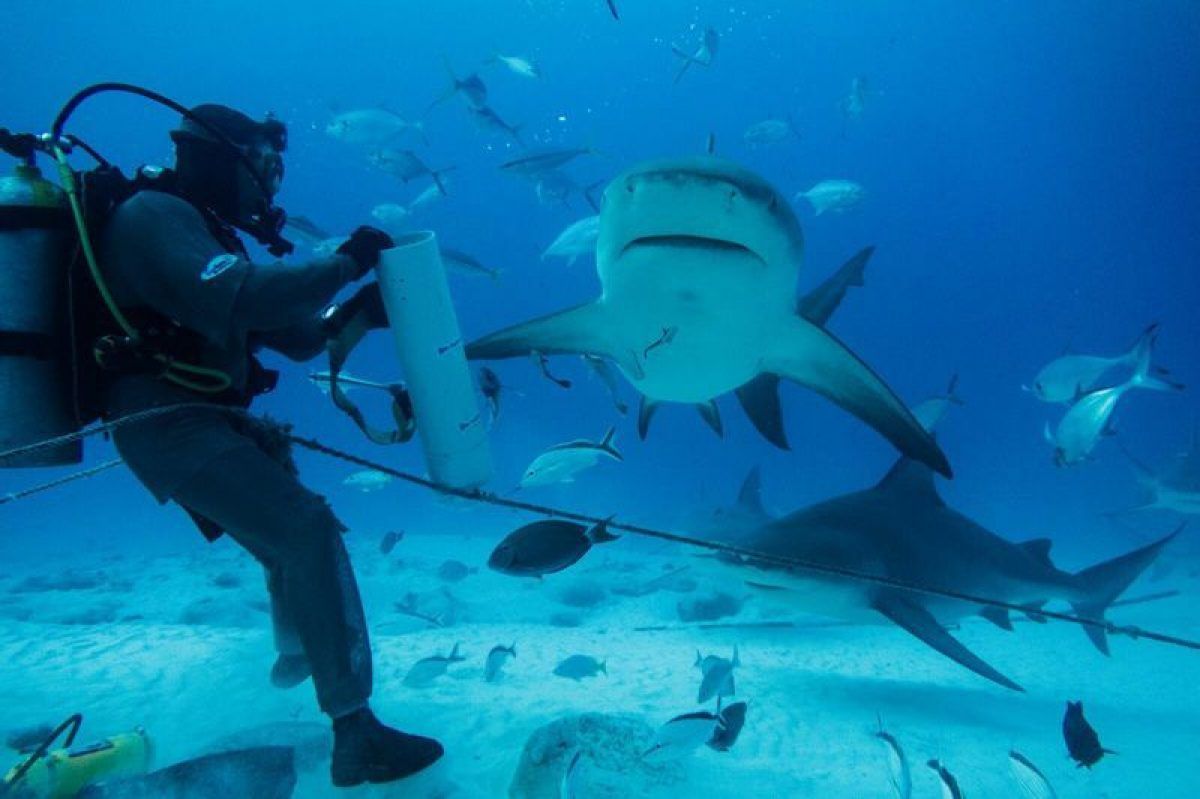 Buceo en Cozumel y Playa del Carmen | Revista80dias